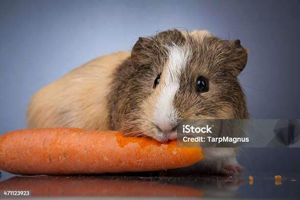 Gesunde Essen Stockfoto und mehr Bilder von Hausmeerschweinchen - Hausmeerschweinchen, Möhre, Essen - Mund benutzen