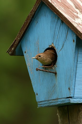 A little House Wren pokes its head out of its old, blue, nesting box.