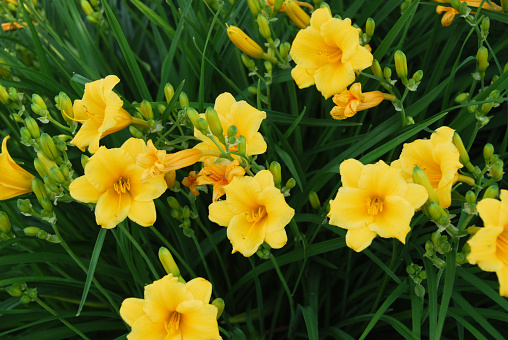 Background of yellow Stella de Oro Daylily. Outdoor with lush green stems, buds and leaves.