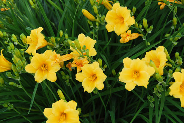 Yellow Daylily Background of yellow Stella de Oro Daylily. Outdoor with lush green stems, buds and leaves. day lily stock pictures, royalty-free photos & images