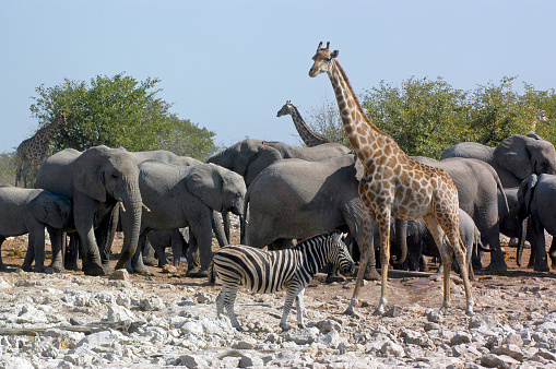 Elephants,Zebra and Giraffe gather at a watering hole in Etosha National Park, Namibia, South West Africa                                