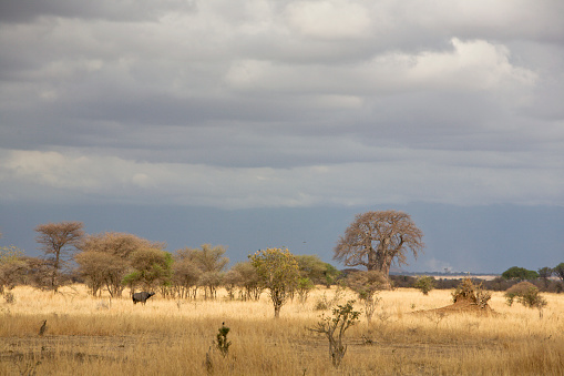  Dark clouds rolling in over the dry african savannah with buffalo, babobab and termite mounds. Tarangire Tanzania.