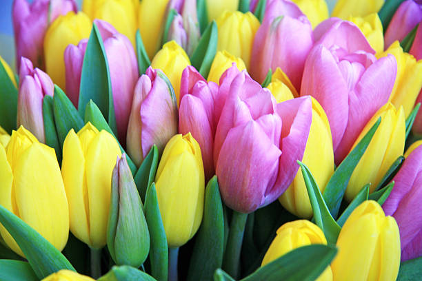 istock Field of tulips 471124480