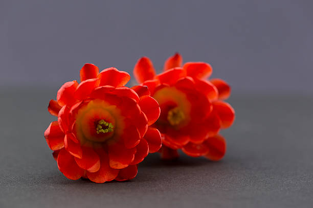 dois red cacto hedgehog flores sobre fundo cinzento - single flower flower cactus hedgehog cactus imagens e fotografias de stock