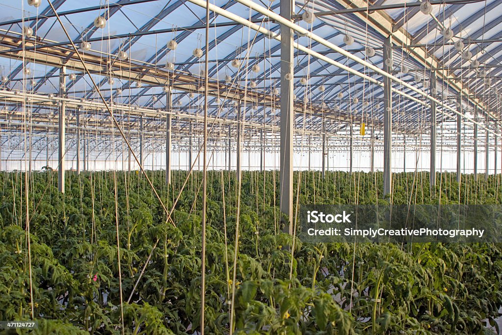 Tomate invernadero de producción - Foto de stock de Agricultura libre de derechos