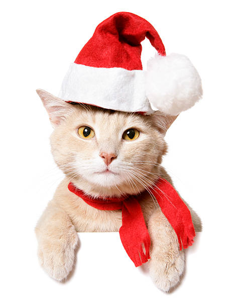 istock Cat wearing a Christmas hat and scarf isolated on white 471124839