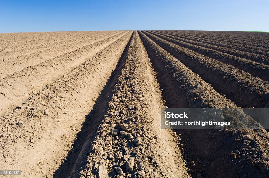 Dedicati campo - Foto stock royalty-free di Agricoltura