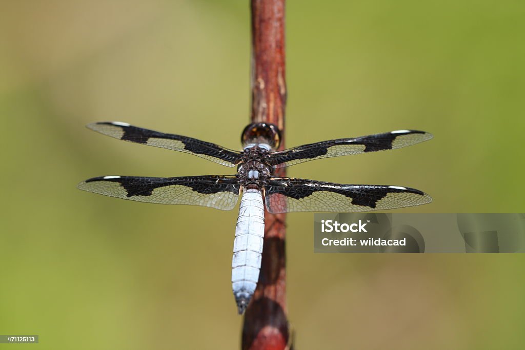 Libelle verbreitet seine wings - Lizenzfrei Blau Stock-Foto