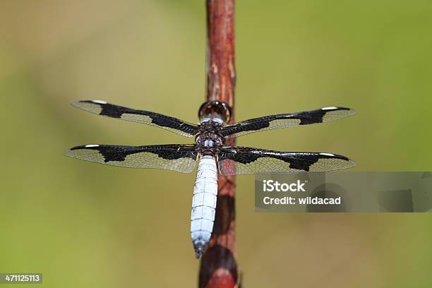 Libelle Verbreitet Seine Wings Stockfoto und mehr Bilder von Blau - Blau, Brustkorb - Tierkörper, Fotografie