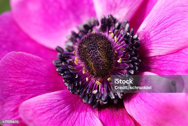 Foto de Detalhe De Uma Rosa Anêmona e mais fotos de stock de Anêmona - Família do Ranúnculo - Anêmona - Família do Ranúnculo, Botânica - Assunto, Cabeça da flor