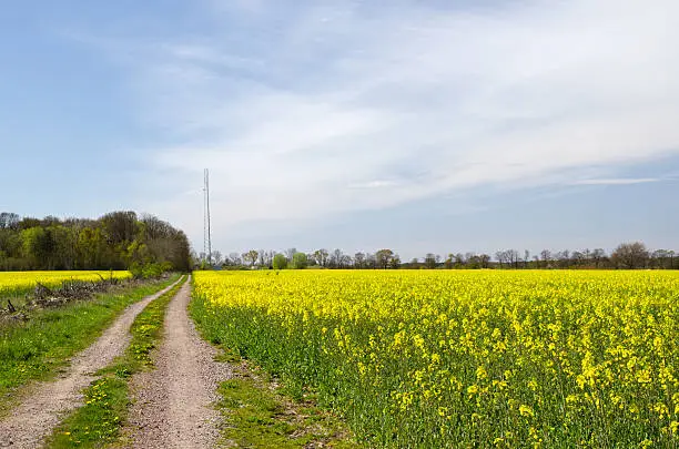 Country road to the communication mast surrounded of blossom canola fields