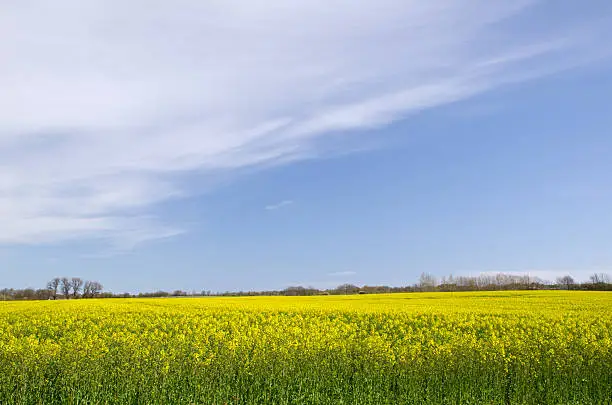 Springtime landscape with yellow rape-field and blue sky