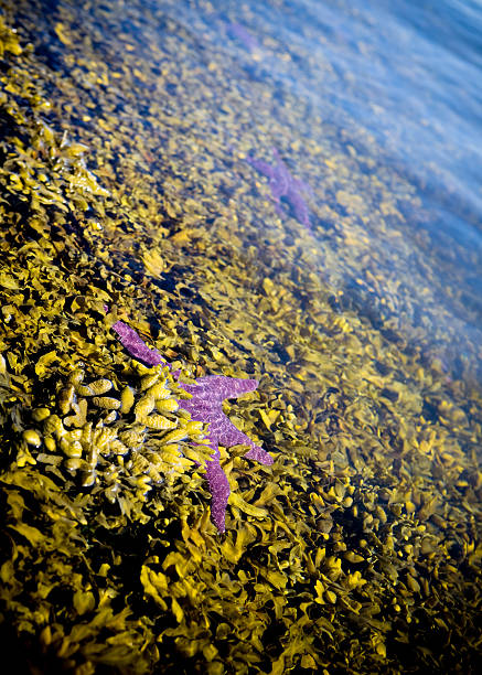 Étoile de mer au lit d'algues marines - Photo