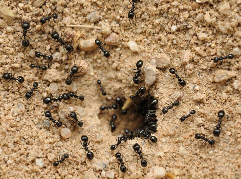 Black Ants in macro.