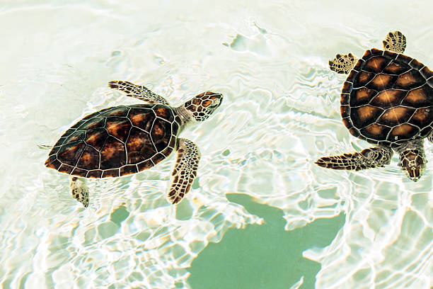 carino bambino tartarughe in pericolo d'estinzione  - specie in pericolo destinzione foto e immagini stock