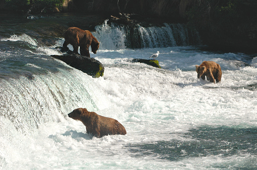 Three large brown bears in an Alaskan white water river hunting for salmon and watching 