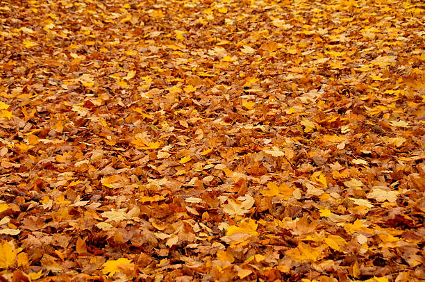 Autumn Leaves Background stock photo