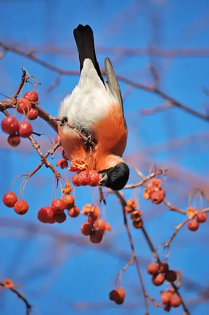 The bullfinch on a branch is fed with a berry. Cold winter.