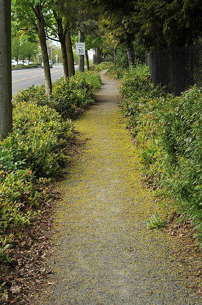 Roadside Path stock photo