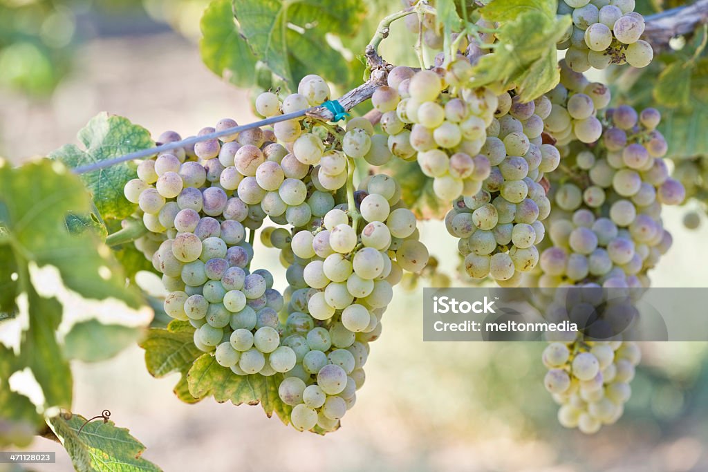 Uvas crecimiento en el Viñedo - Foto de stock de Viña libre de derechos