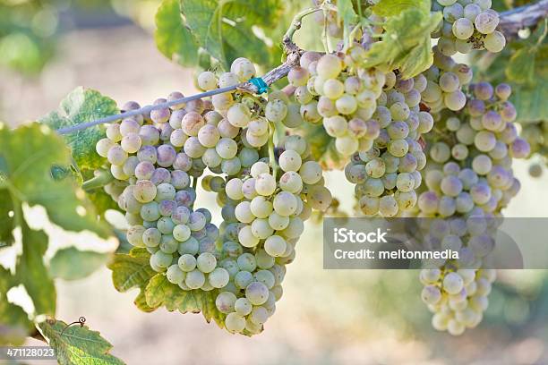 Uvas Crecimiento En El Viñedo Foto de stock y más banco de imágenes de Viña - Viña, Agricultura, Alimento