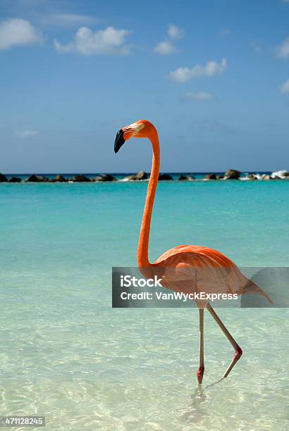 Flamingo 아루바에 대한 스톡 사진 및 기타 이미지 - 아루바, 구름, 깃털
