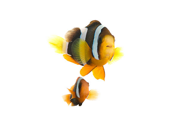 fish - 銀線小丑魚 個照片及圖片檔