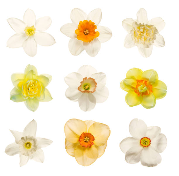 Yellow and white daffodil and narcissus flowers on white