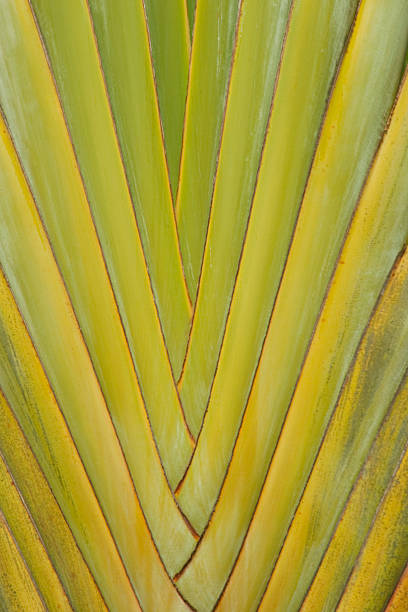 istock Abstract of Tropical Palm, Tropical-Plant, Repeating Pattern, V-Shape 471129237