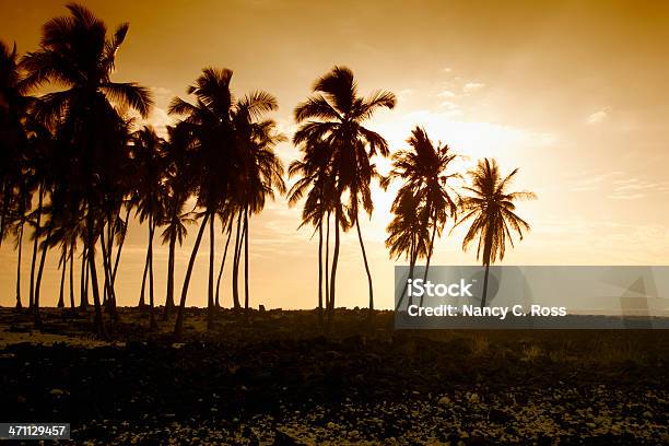 백라이트 팜형 나무 디어필드에서 열대 섬 Paradise 따뜻한 톤의 이미지 Copyspace 0명에 대한 스톡 사진 및 기타 이미지