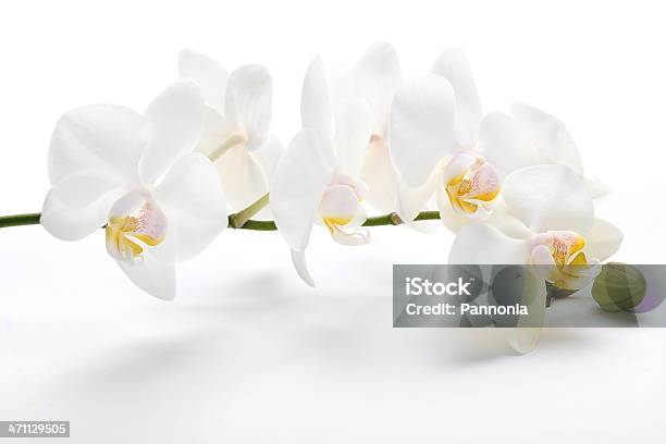 Foto de Orquídea Em Branco e mais fotos de stock de Orquídea - Orquídea, Branco, Uma única flor