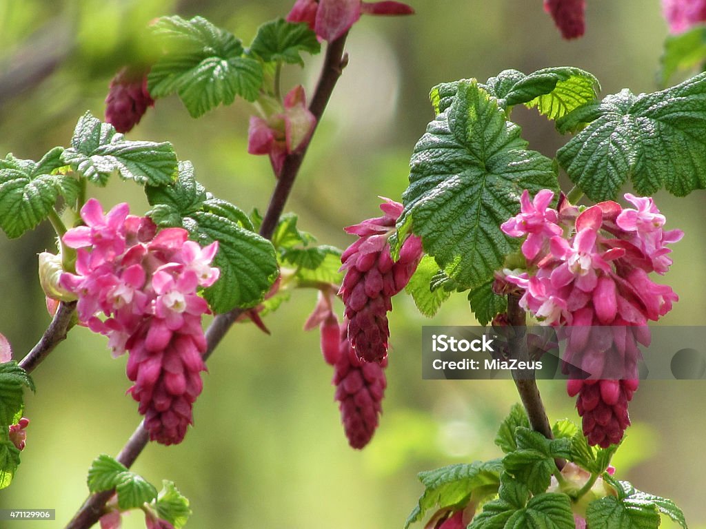 Ribes sanguineum Ribes sanguineum or Red Flowering Currant blossoming in clusters Ribes Stock Photo