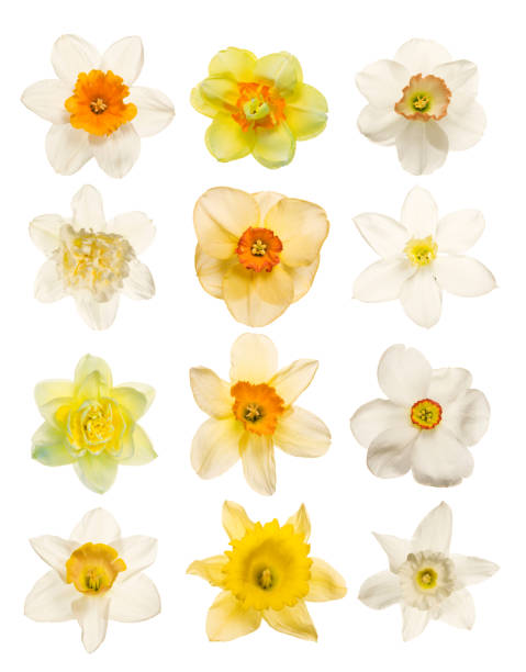 fleurs de printemps isolé sur blanc - daffodil flower isolated cut out photos et images de collection