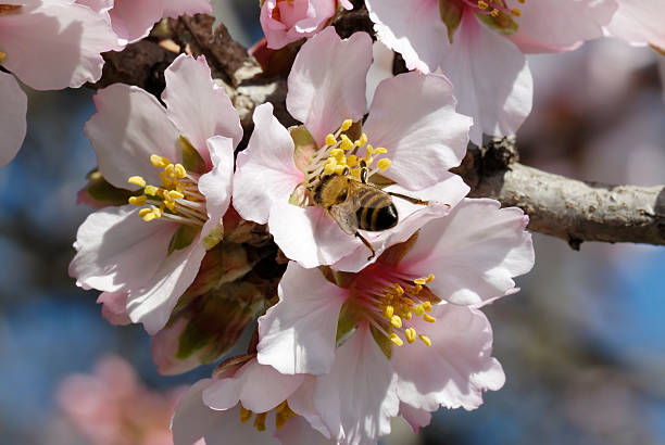 아몬드 꽃송이 및 비 내부 - pollenate 뉴스 사진 이미지