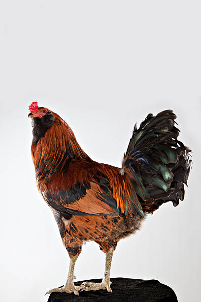 istock Americana Rooster Looking Up 471130495