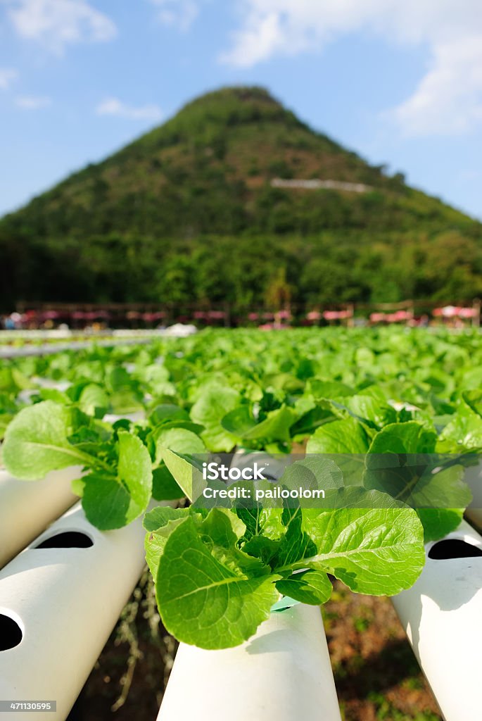 Hidropónica vegetal - Foto de stock de Agricultura libre de derechos