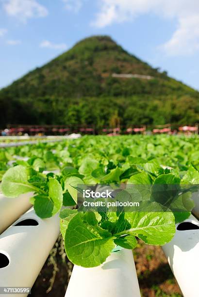 Hidropónica Vegetal Foto de stock y más banco de imágenes de Agricultura - Agricultura, Agua, Aire libre