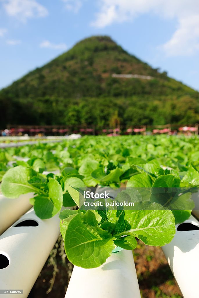 Culture hydroponique de légumes - Photo de Affaires Finance et Industrie libre de droits