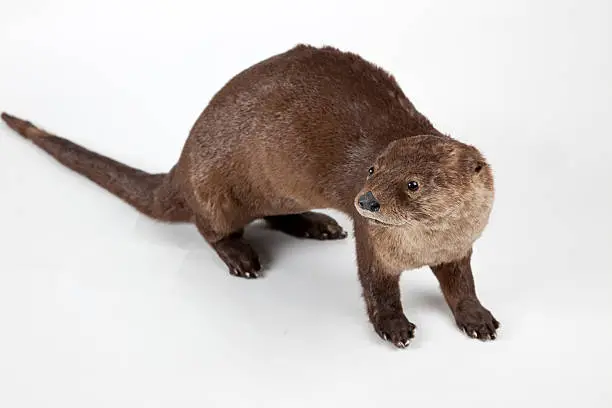 Photo of Stuffed Otter