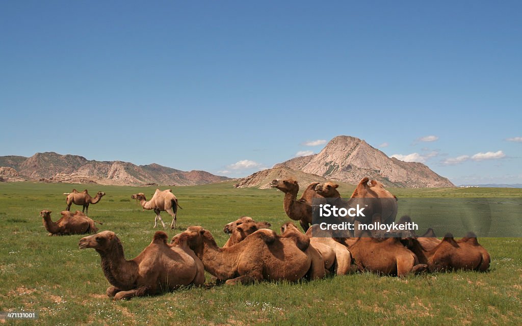 Cammelli in Mongolia - Foto stock royalty-free di Ambientazione esterna