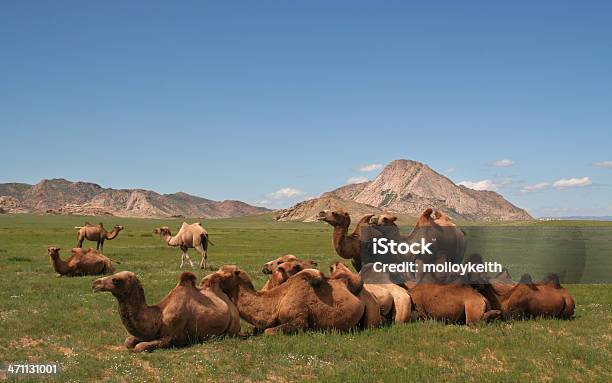 Cammelli In Mongolia - Fotografie stock e altre immagini di Ambientazione esterna - Ambientazione esterna, Animale selvatico, Asia