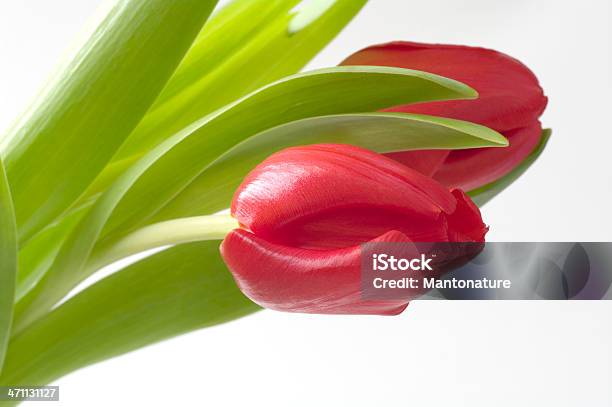 Beautiful Red Tulips Stock Photo - Download Image Now - Beauty In Nature, Botany, Bouquet