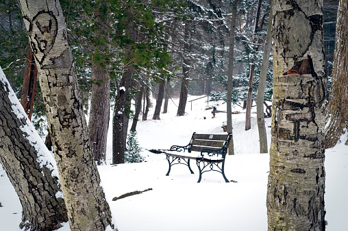 Lone bench in Elizabeth Park in Hartford, Connecticut during a snowstorm.  Trees with lovers carvings as well.