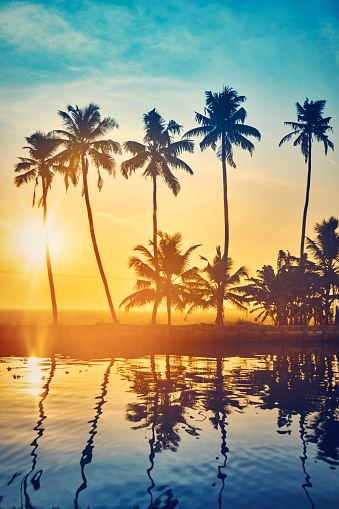 Colorful scenic shot of sunset with palm trees at the backwaters of Kerala