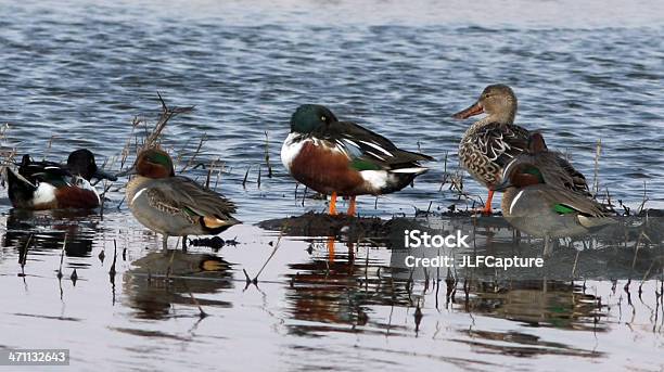 오리의 헤엄치는 A Marsh 0명에 대한 스톡 사진 및 기타 이미지 - 0명, 겨울, 군집 동물