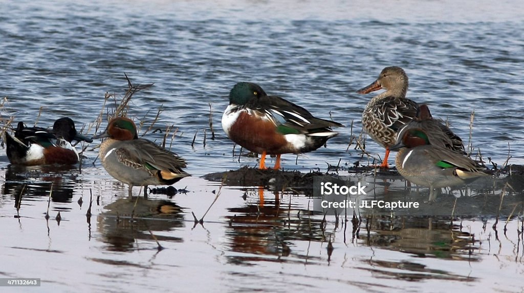 Patos em pântano - Royalty-free Animal Foto de stock