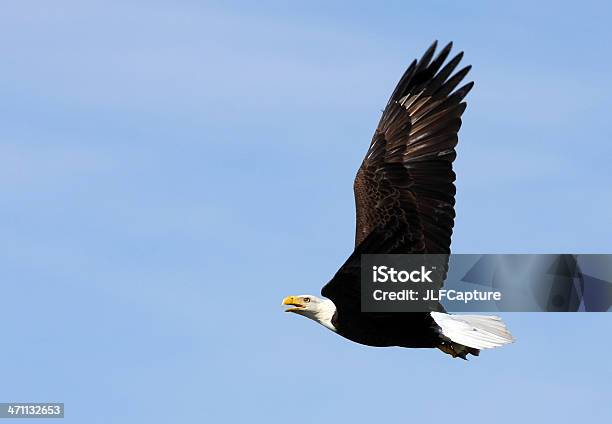 American Bald Eagle In Flight Stock Photo - Download Image Now - Animal, Animal Body Part, Animal Wing
