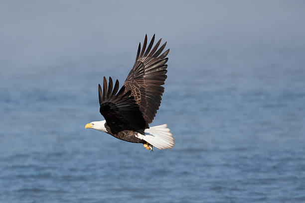 istock Bald Eagle in the Mississippi 471132757