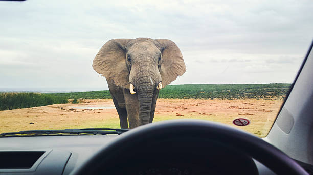 африканский слон в передней части автомобиля - addo elephant national park фотографии стоковые фото и изображения