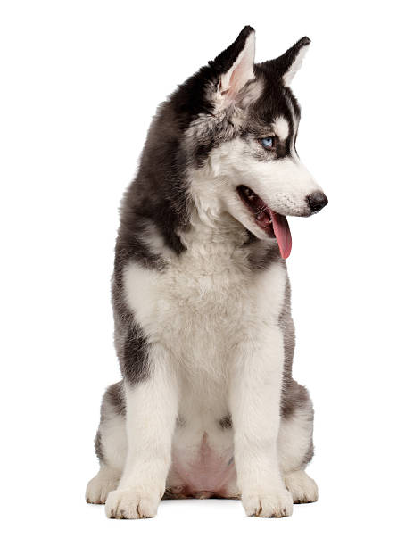 istock Siberian Husky Puppy on White 471133158